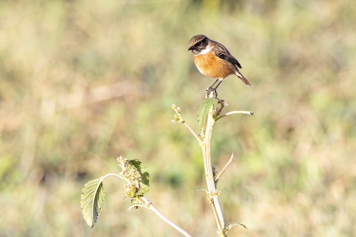 bramborníček černohlavý - ML644466710