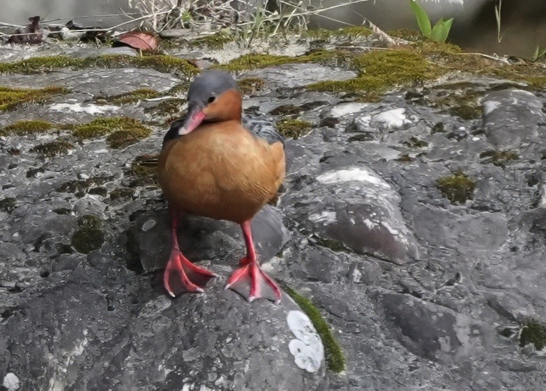 Torrent Duck - ML644466725