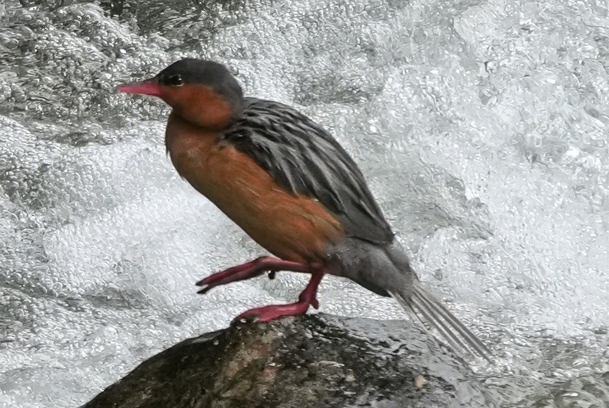 Torrent Duck - ML644466726