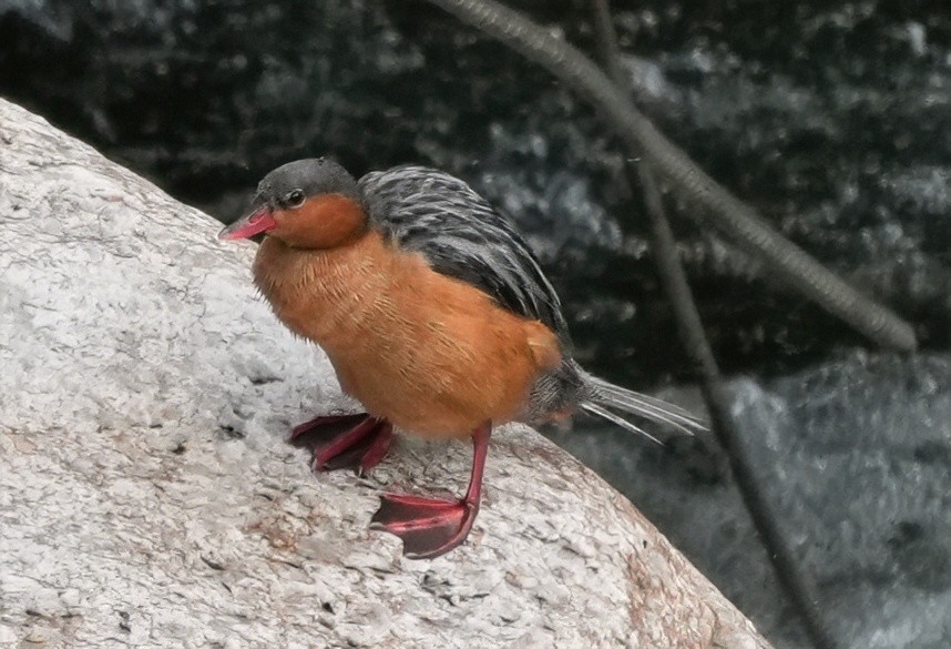 Torrent Duck - ML644466727