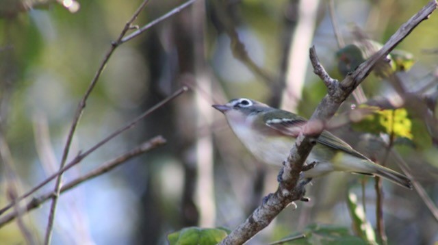 Blue-headed Vireo - ML644466729