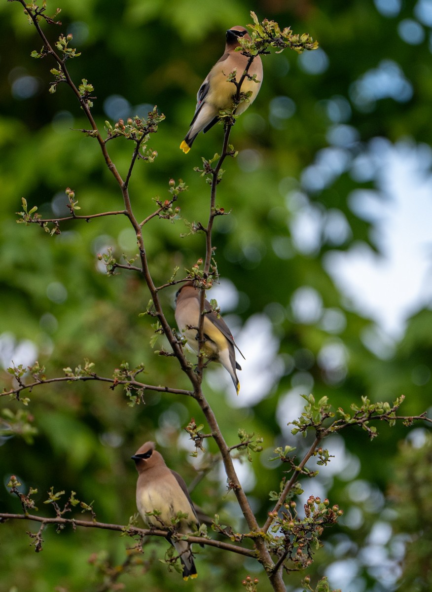 Cedar Waxwing - ML644466730