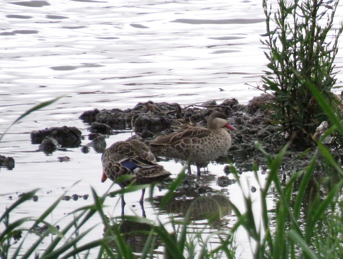 Red-billed Duck - ML644466733