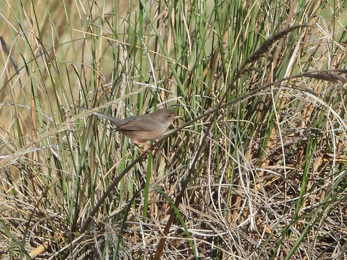 Dartford Warbler - ML644466734