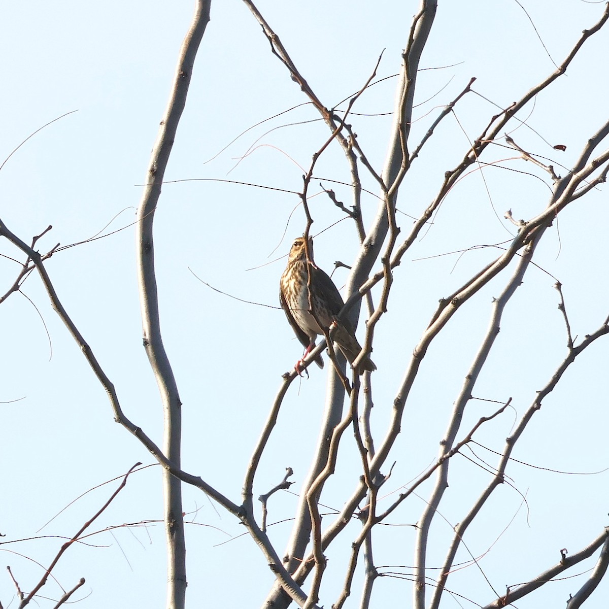 Redwing - ML644466744