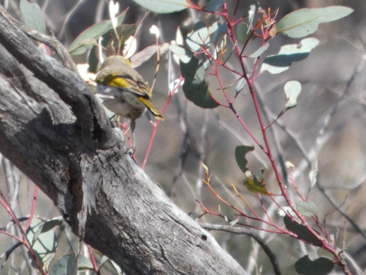 Yellow-plumed Honeyeater - ML644466746