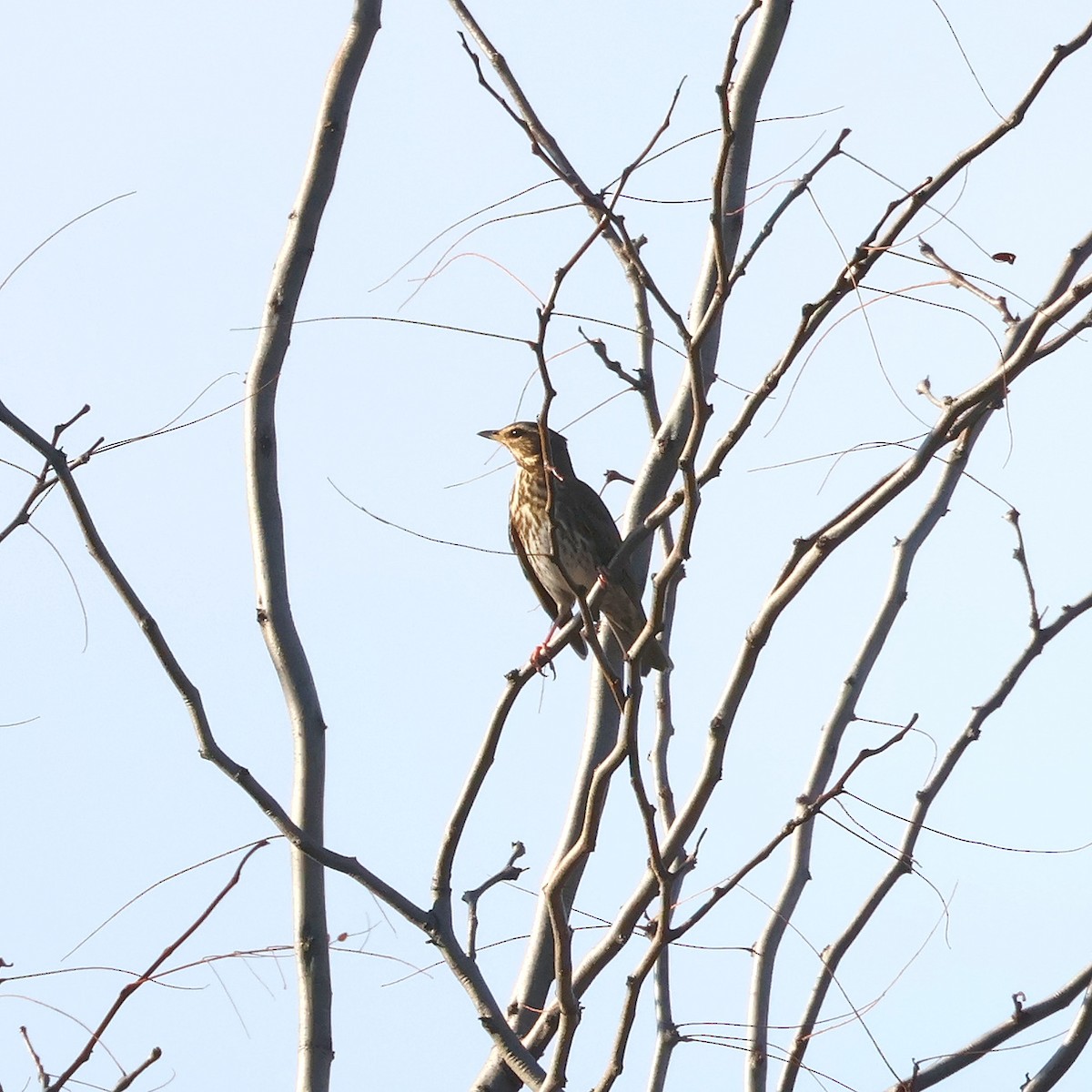 Redwing - ML644466748