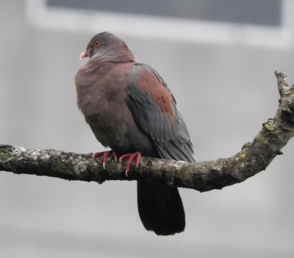 holub středoamerický - ML644466775