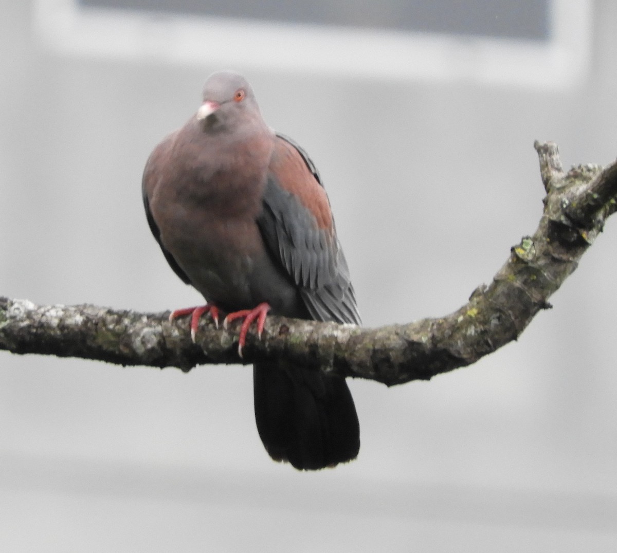 holub středoamerický - ML644466776