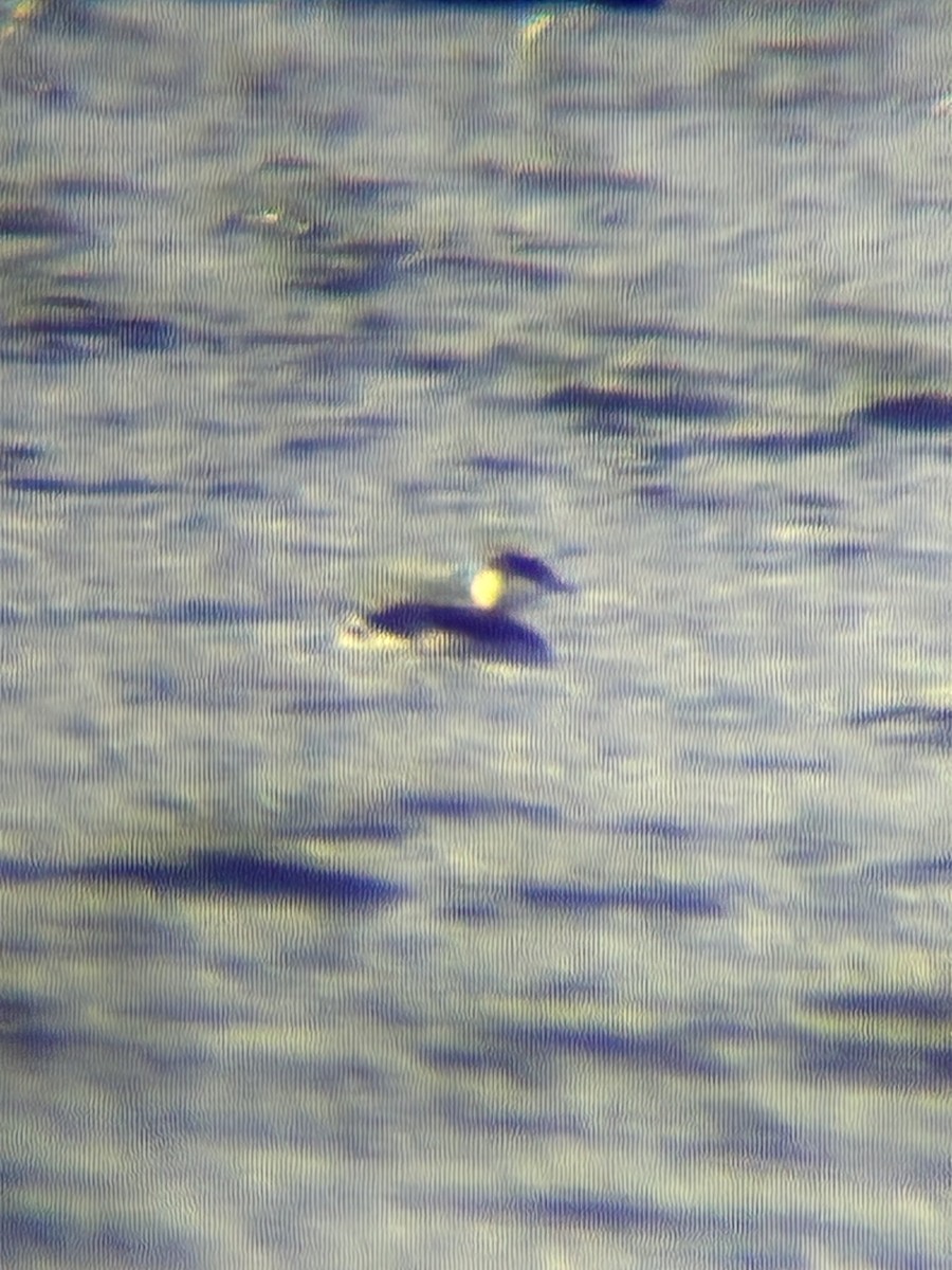 Horned Grebe - ML644466808