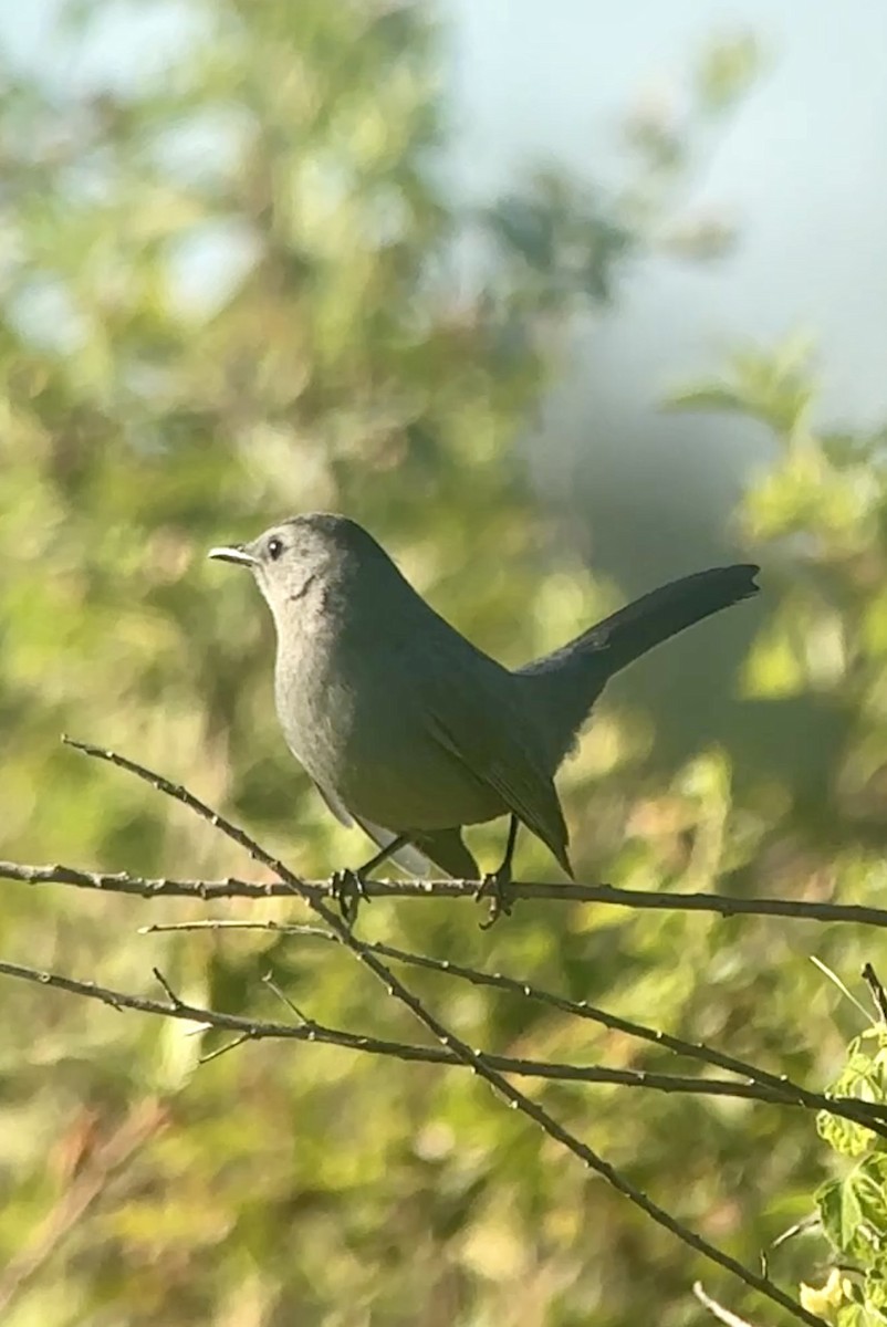 Gray Catbird - ML644466809