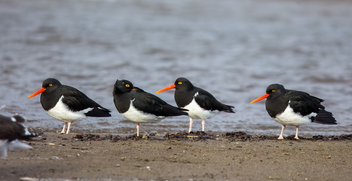 マゼランミヤコドリ - ML644466810