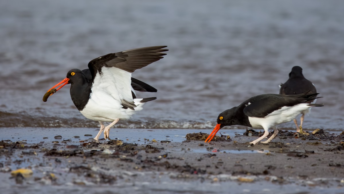 マゼランミヤコドリ - ML644466811