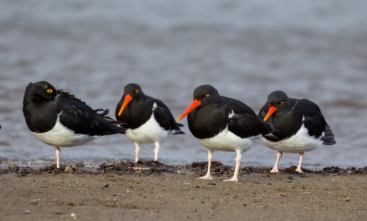 マゼランミヤコドリ - ML644466812