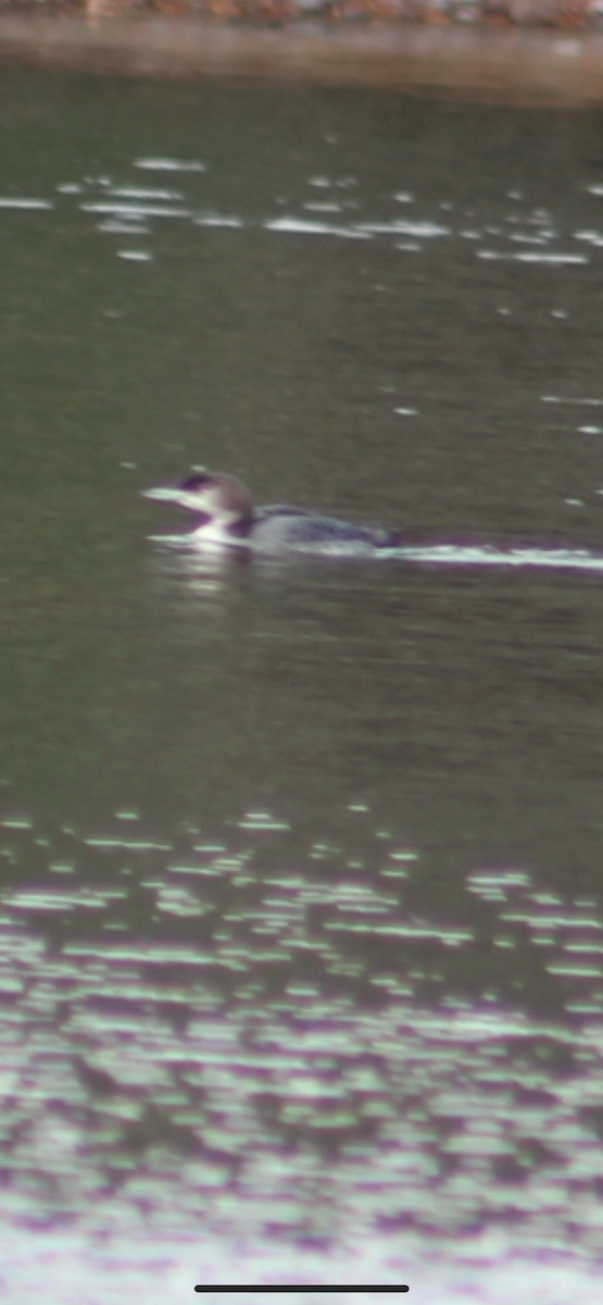 Common Loon - ML644466816