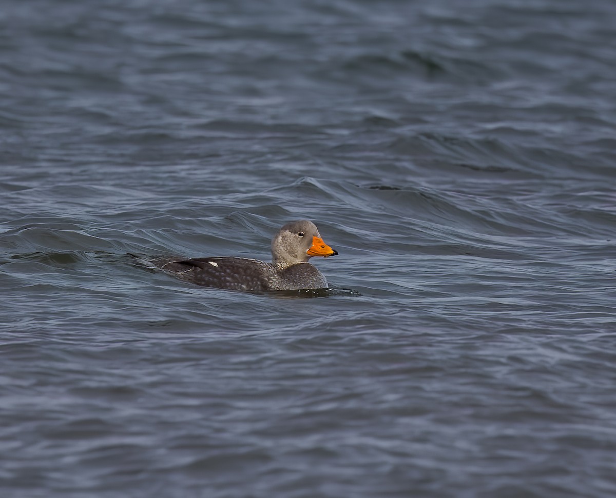 オオフナガモ - ML644466823