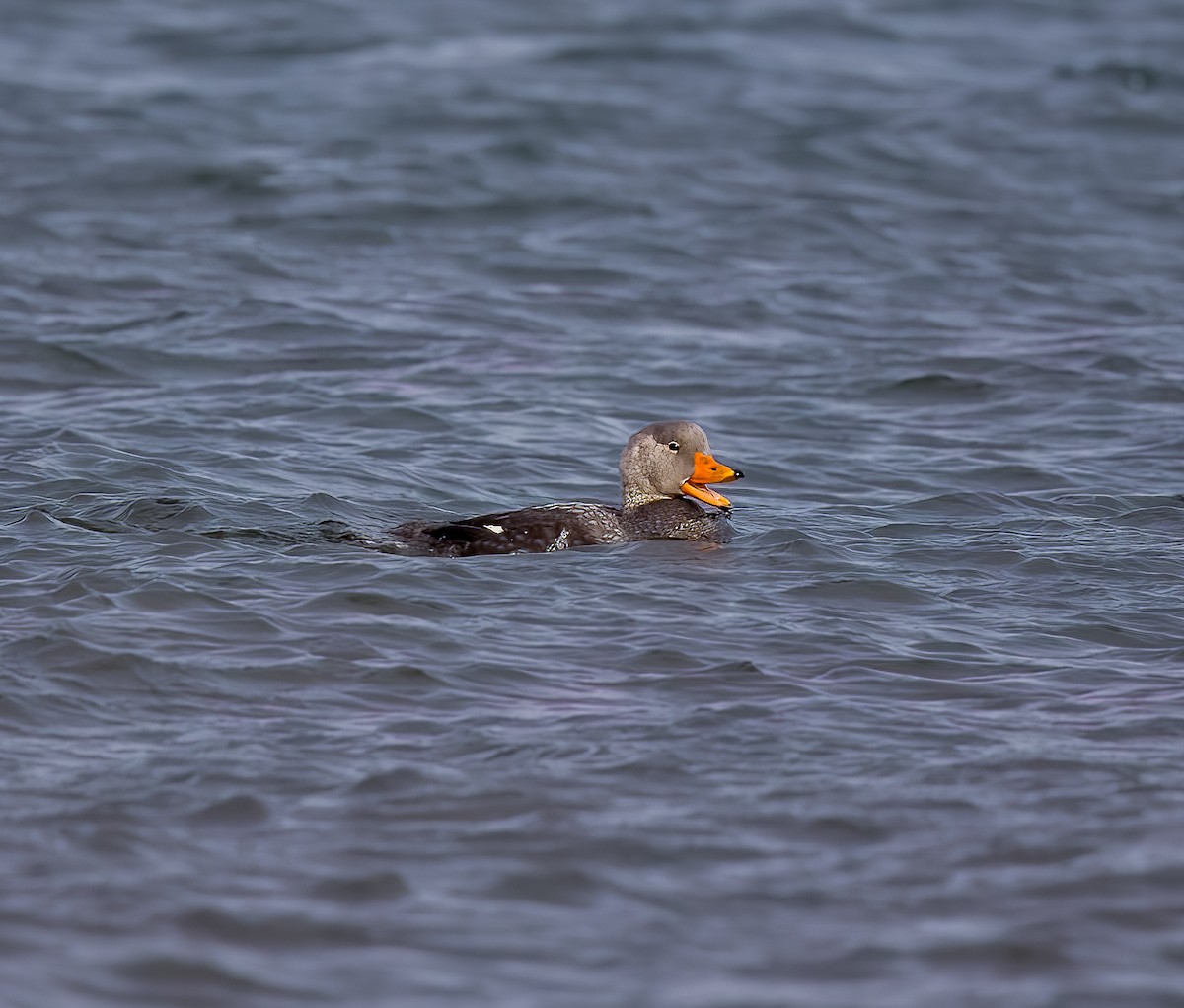 オオフナガモ - ML644466824