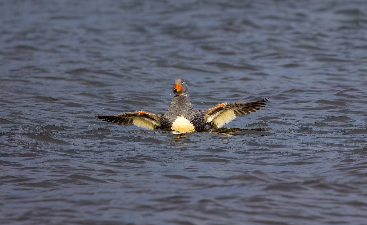 オオフナガモ - ML644466825