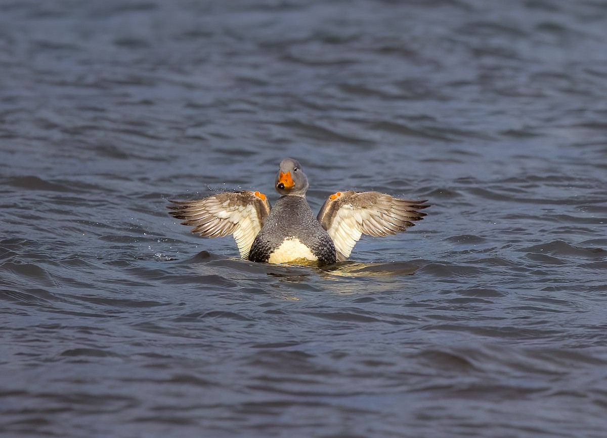 オオフナガモ - ML644466826