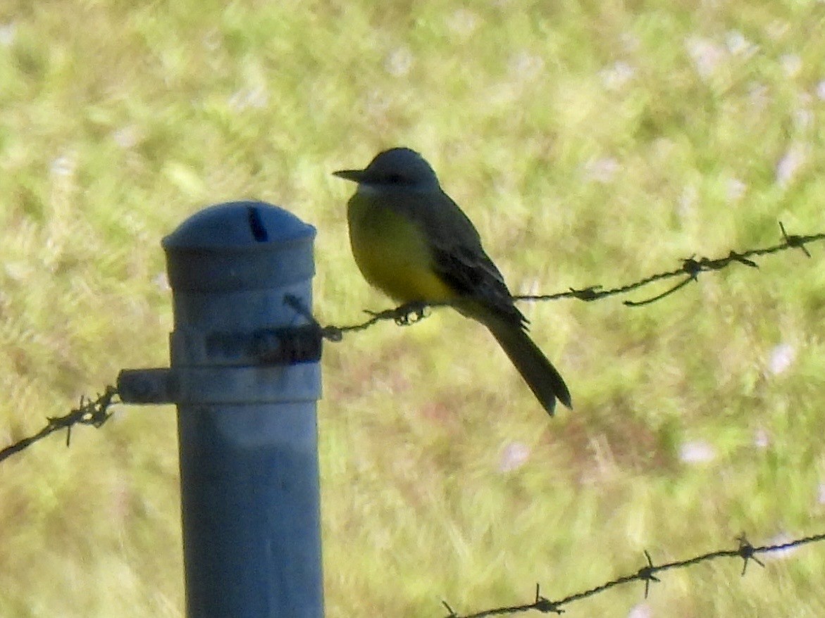 Tropical Kingbird - nikki bryer-kraft
