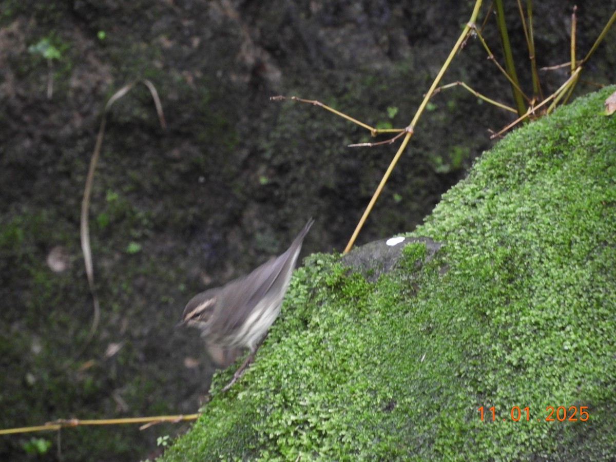 Northern Waterthrush - ML644466860