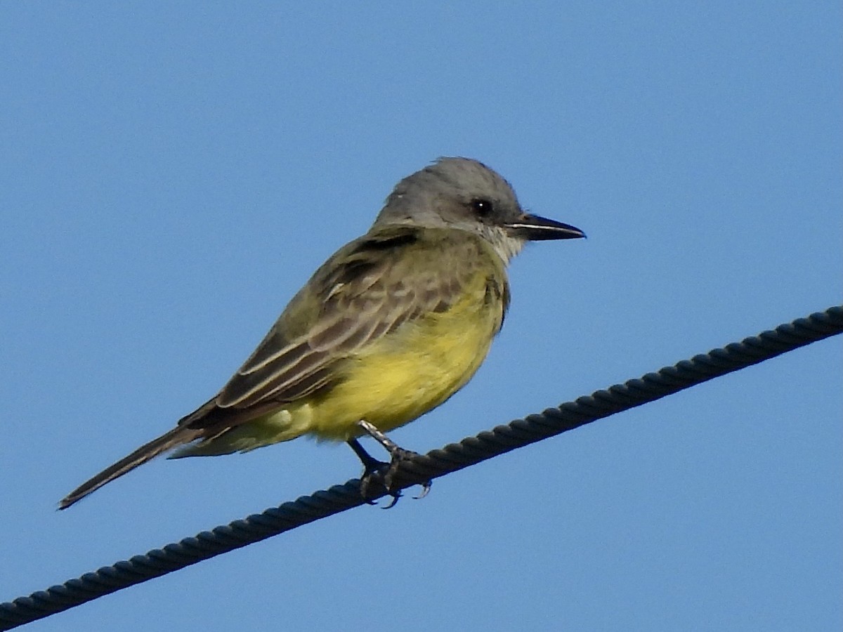 Tropical Kingbird - nikki bryer-kraft