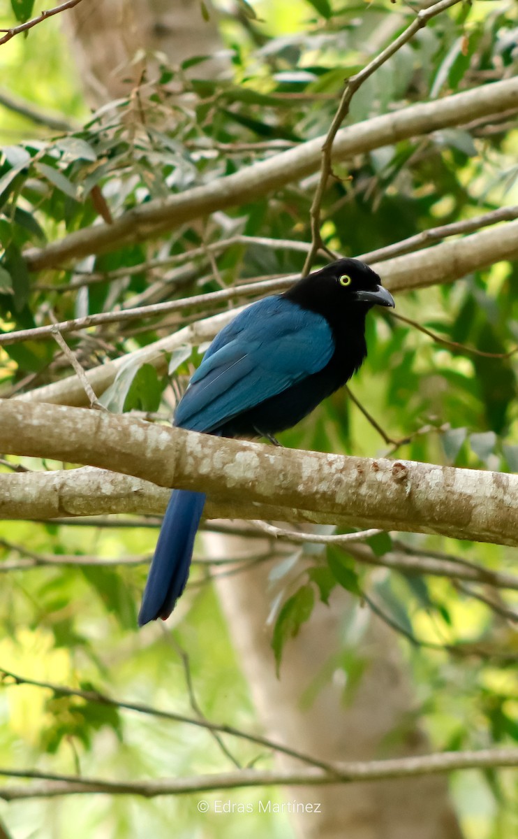 Пая кучерява - ML644466872