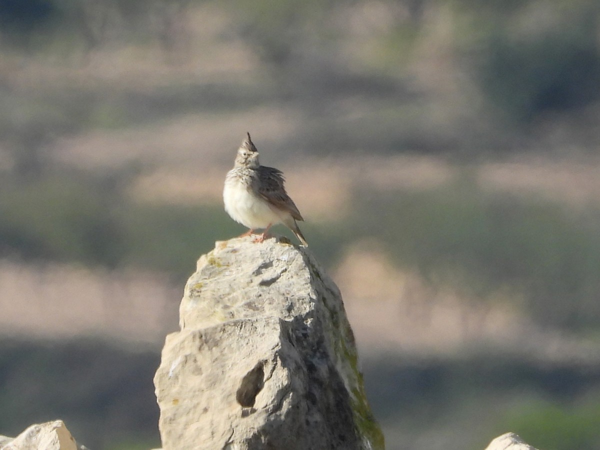 עפרוני מצויץ - ML644466880