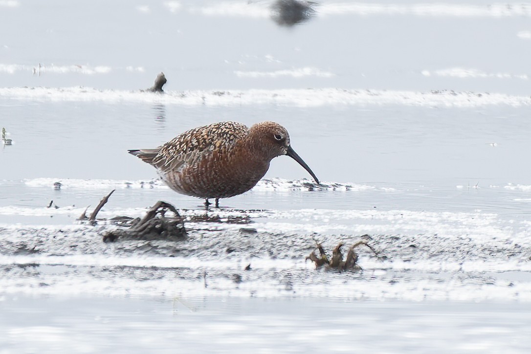 Bécasseau cocorli - ML644466883