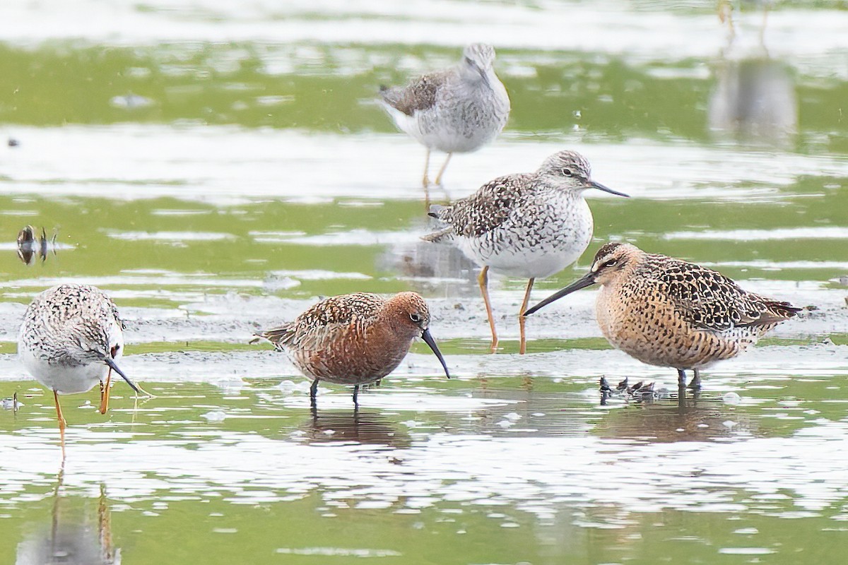 Bécasseau cocorli - ML644466884