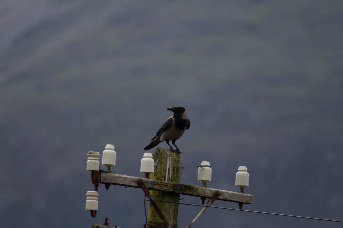 Саарал хэрээ - ML644466886