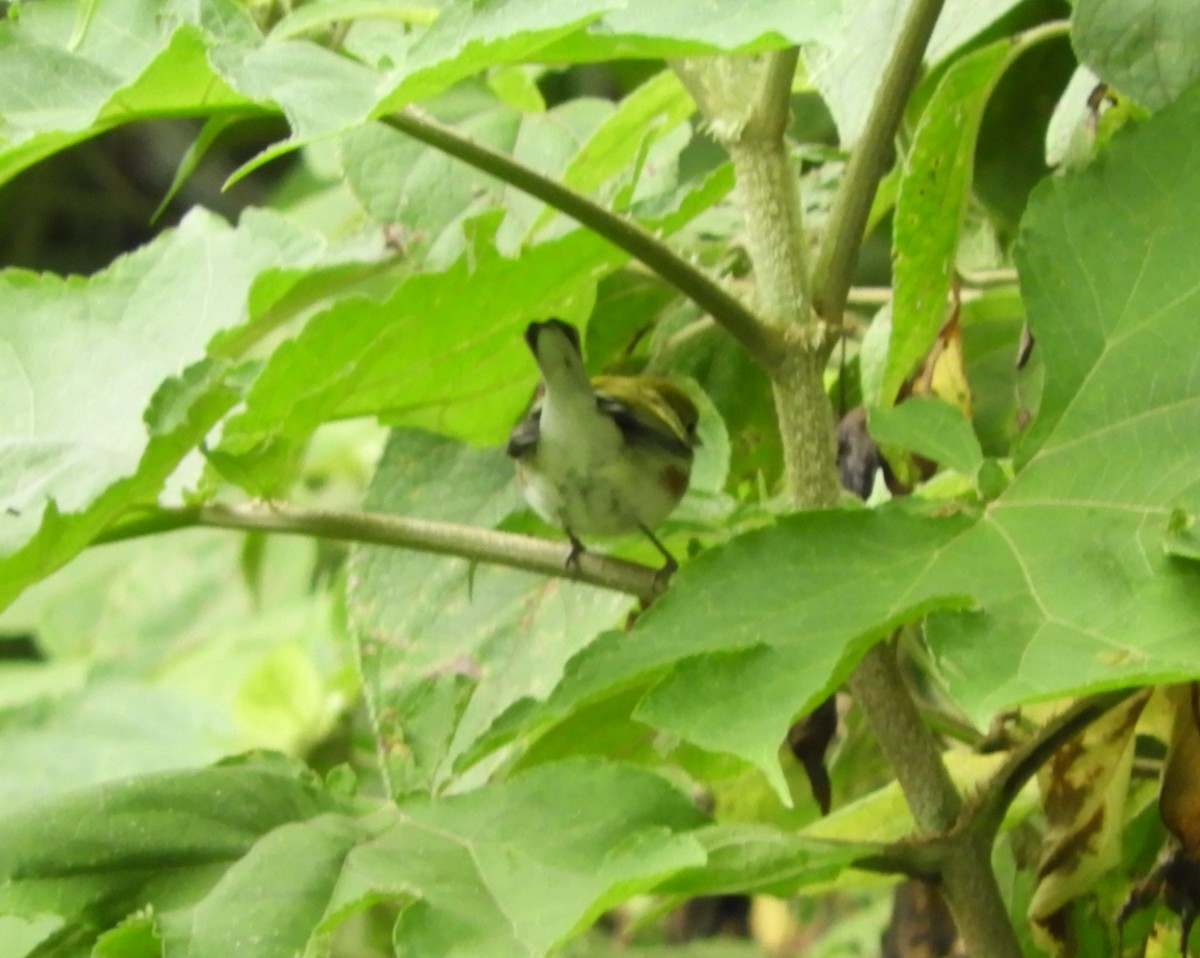 Chestnut-sided Warbler - ML644466888