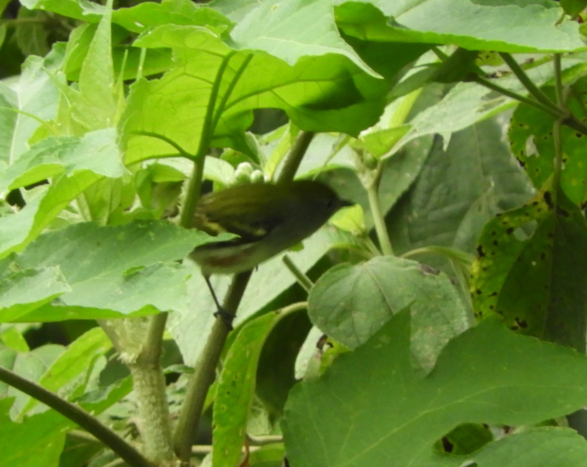 Chestnut-sided Warbler - ML644466889