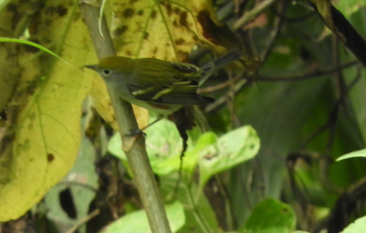 Chestnut-sided Warbler - ML644466890