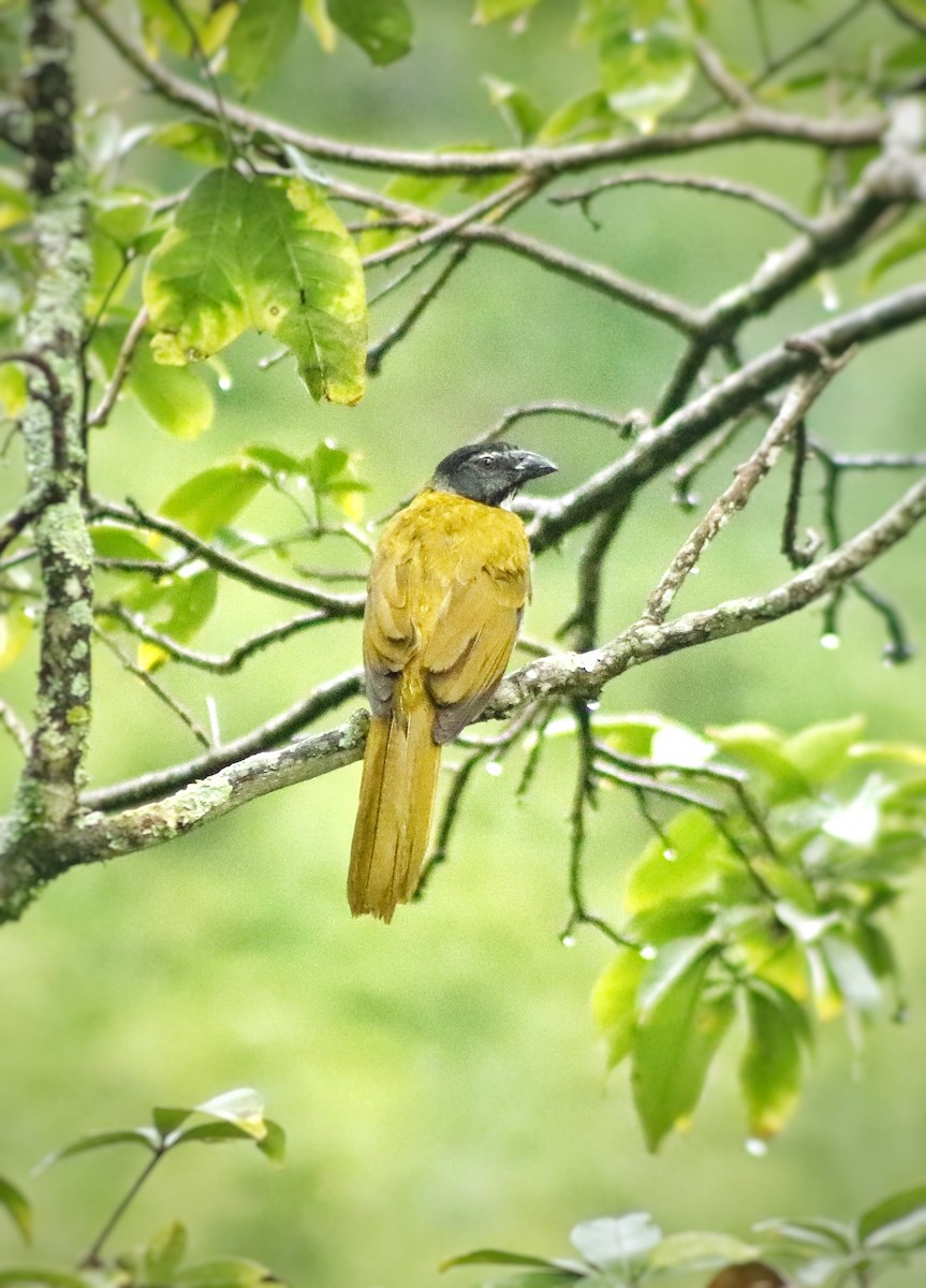 Black-headed Saltator - ML644466891