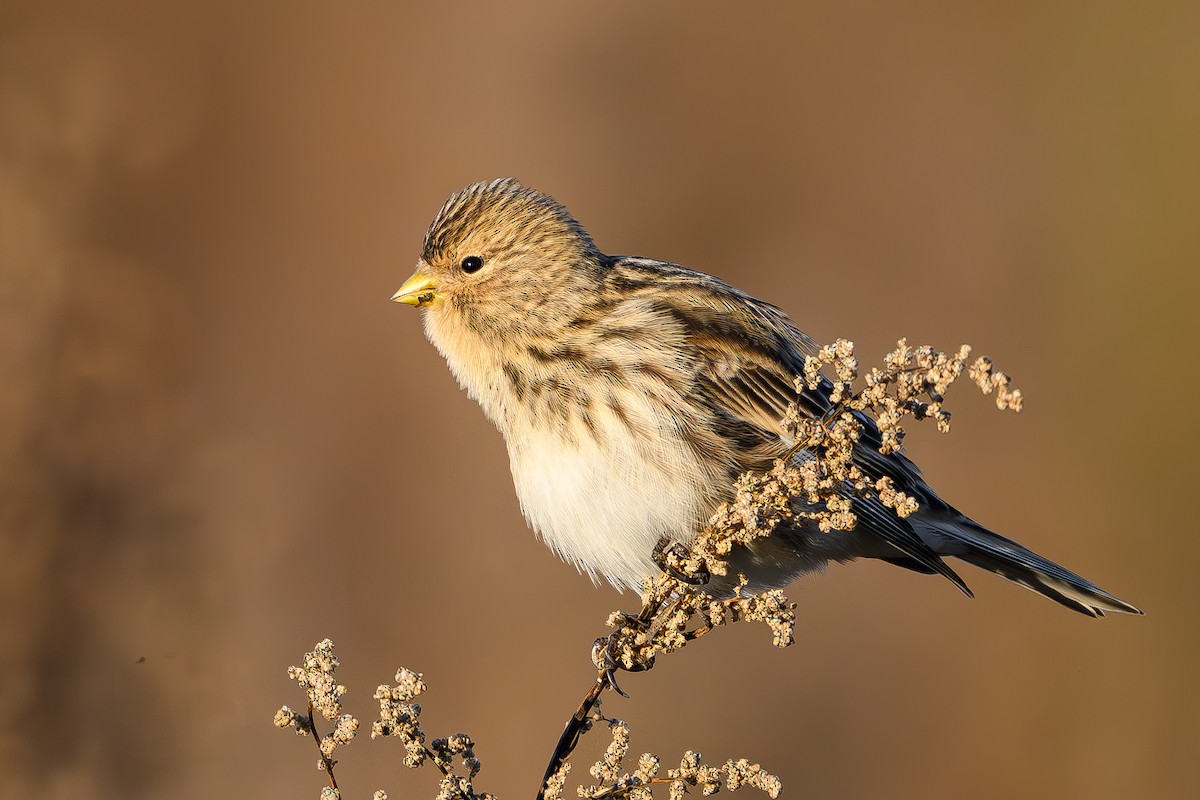 Бор цэгцүүхэй - ML644466898