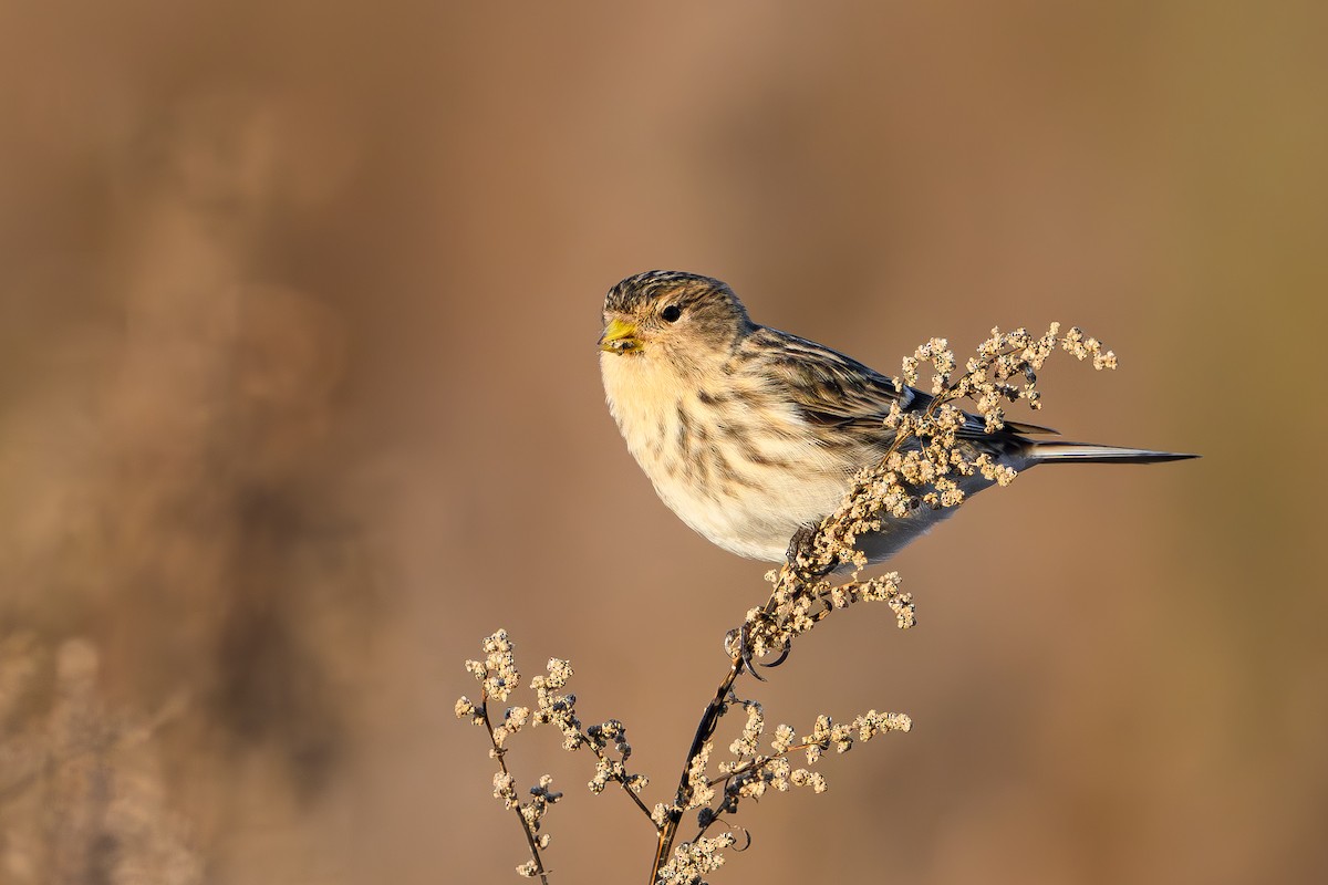 Бор цэгцүүхэй - ML644466900