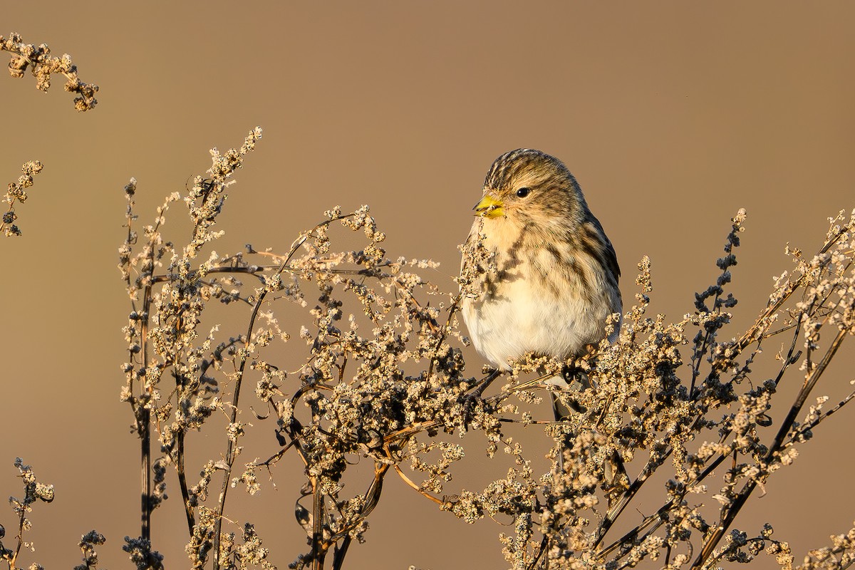 Бор цэгцүүхэй - ML644466901