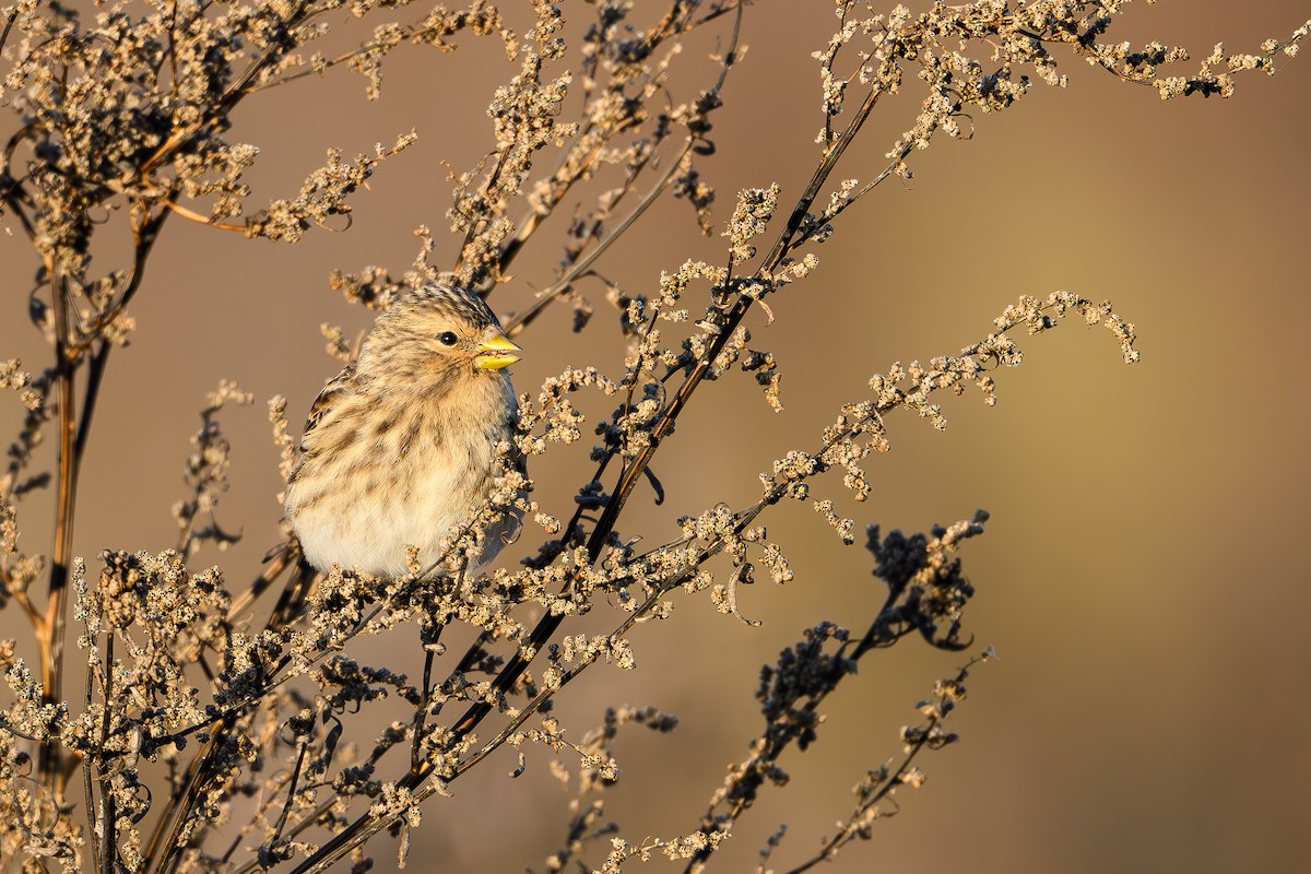 Бор цэгцүүхэй - ML644466902