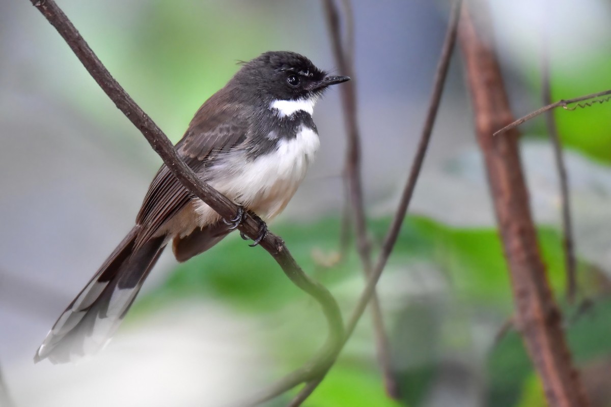 Malaysian Pied-Fantail - ML644466904