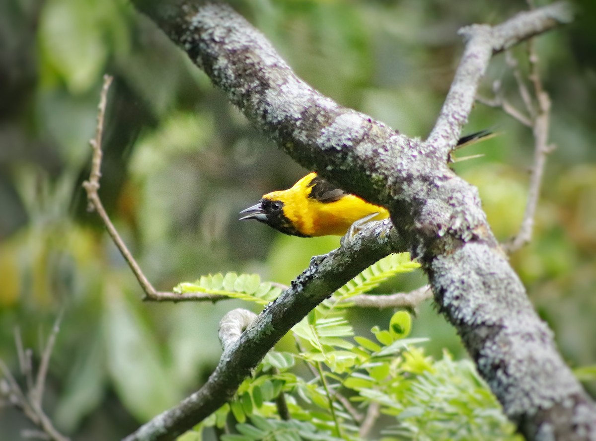 Yellow-backed Oriole - ML644466911
