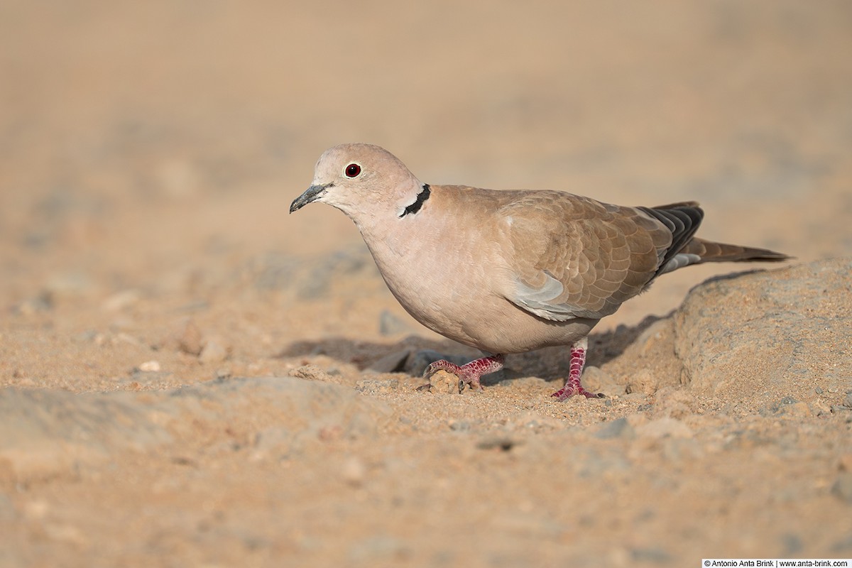 African Collared-Dove - ML644466912