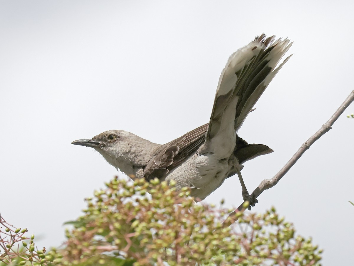 Tropical Mockingbird - ML644466916