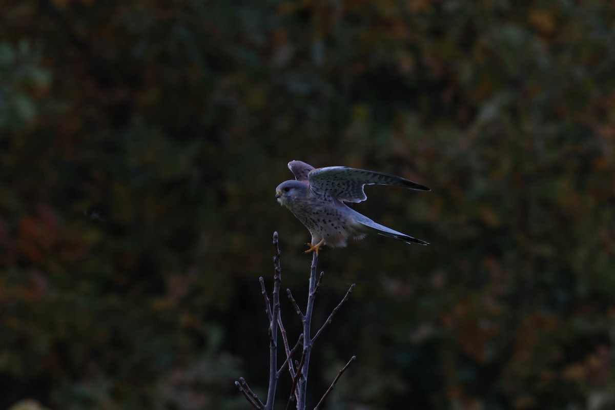 tårnfalk - ML644466928