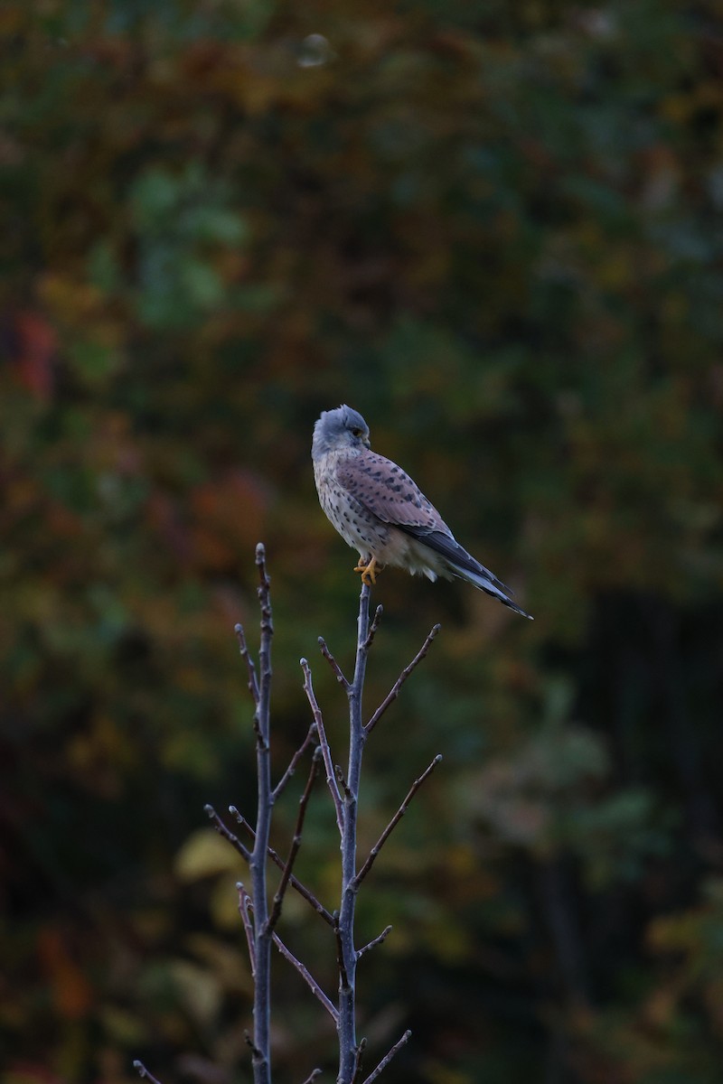 tårnfalk - ML644466929