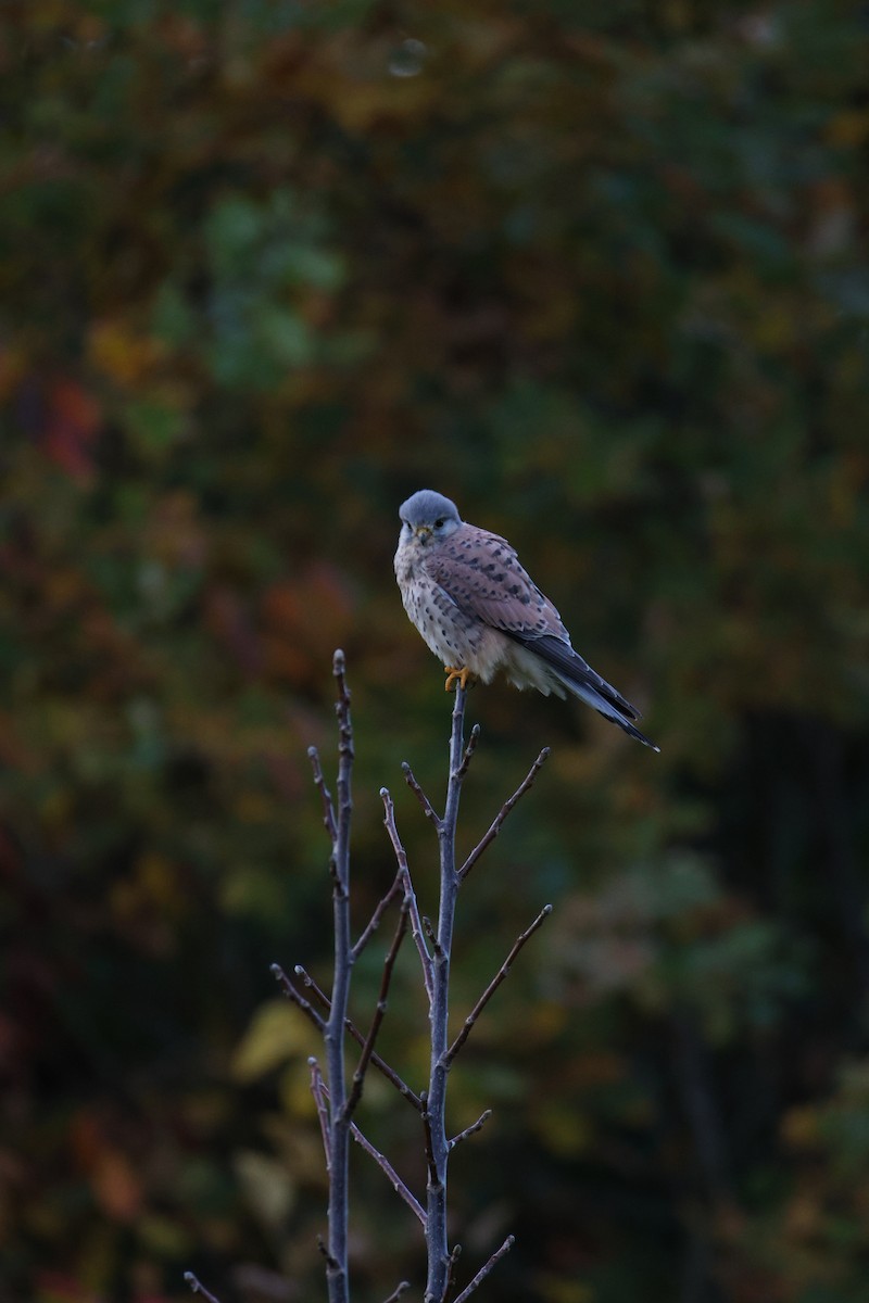 tårnfalk - ML644466930