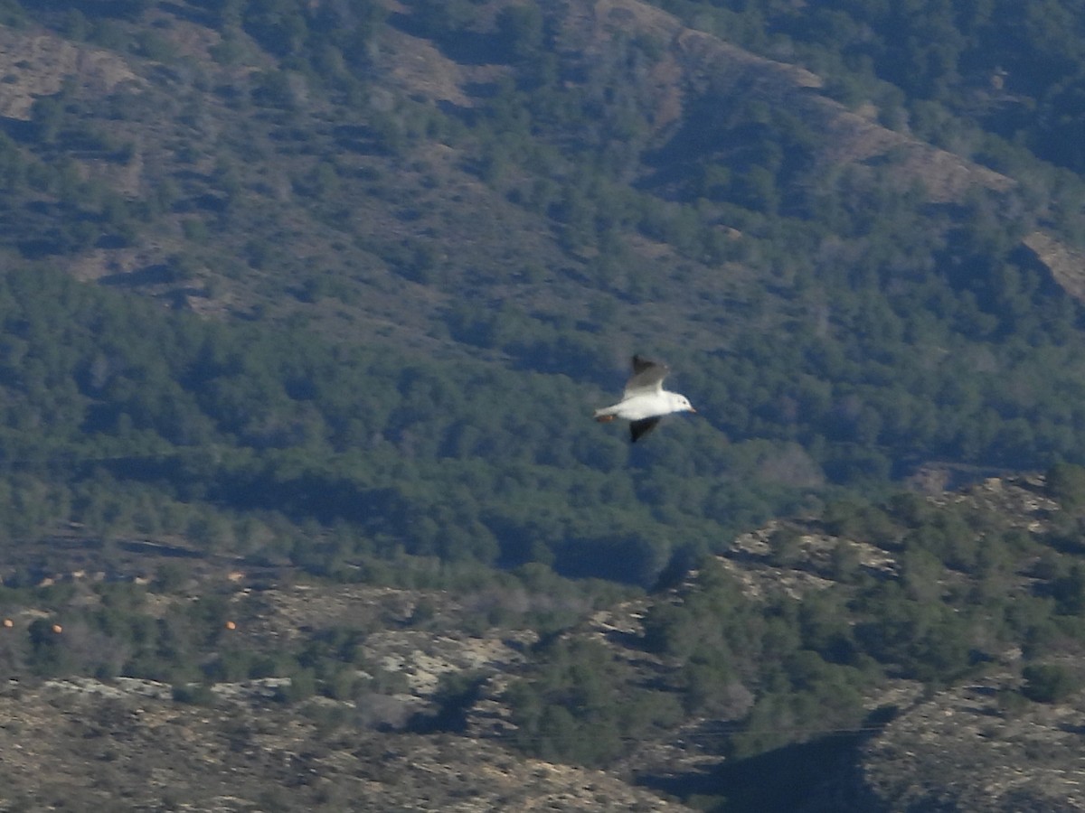 Хүрэн толгойт цахлай - ML644466931