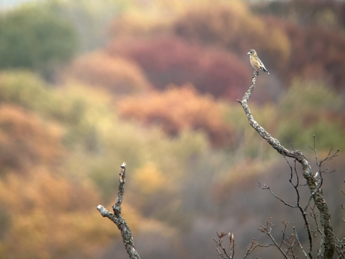Evening Grosbeak (Eastern or type 3) - ML644466944