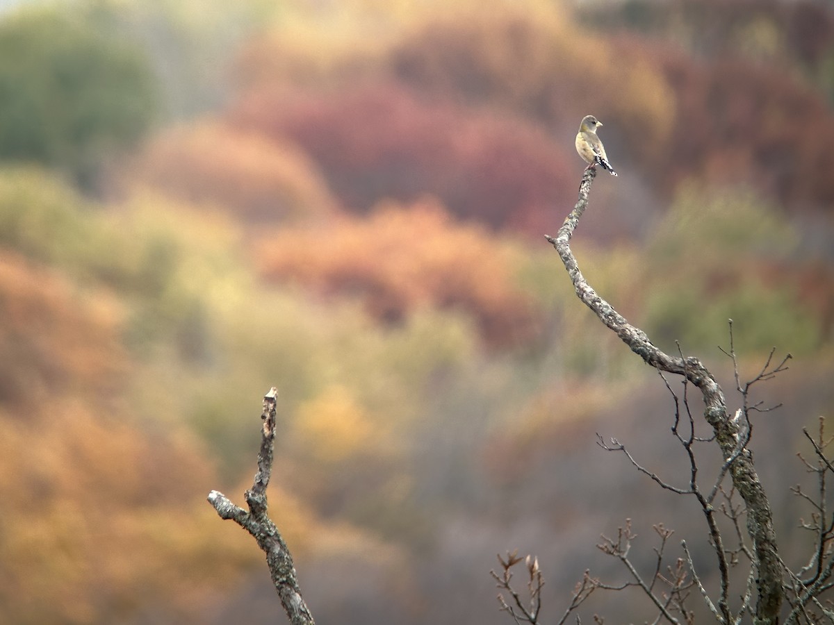 Evening Grosbeak (Eastern or type 3) - ML644466945