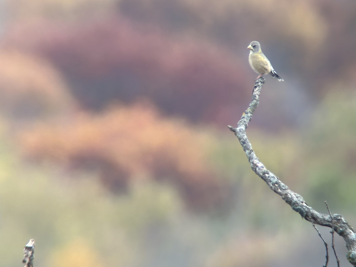 Evening Grosbeak (Eastern or type 3) - ML644466946